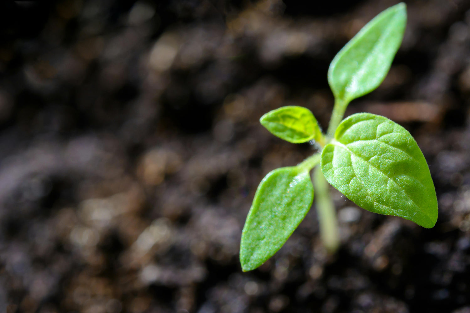 The Ultimate Guide to Crafting a Powerful Mission Statement